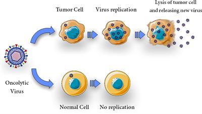 Immunovirotherapy: The role of antibody based therapeutics combination with oncolytic viruses